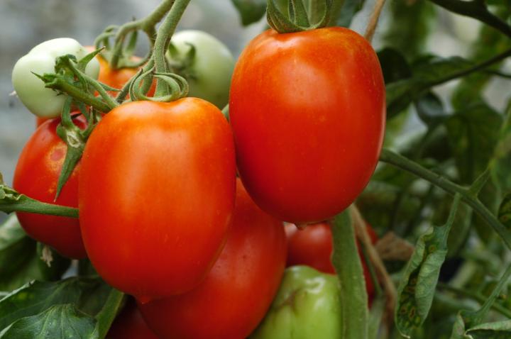 Rio grande tomate Rio grande tomate