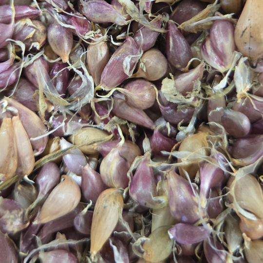 Ail de la maison des Jésuites (Allium sativum var. ophioscorodon)