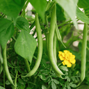 [20] Tobago Bush Bean (Phaseolus vulgaris)