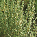 [345] Thyme (Thymus vulgaris)