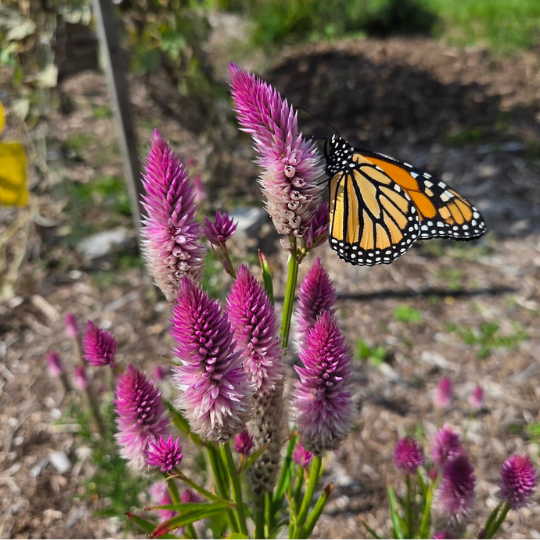 Célosie Flamingo Feather (Celosia argentea spicata)