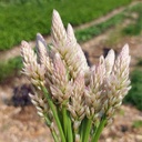 [358] Celosia Flamingo Feather (Celosia argentea spicata)
