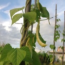 [250] Grandma Dinel climbing bean (Phaseolus vulgaris) (Envelope of about 30 seeds)