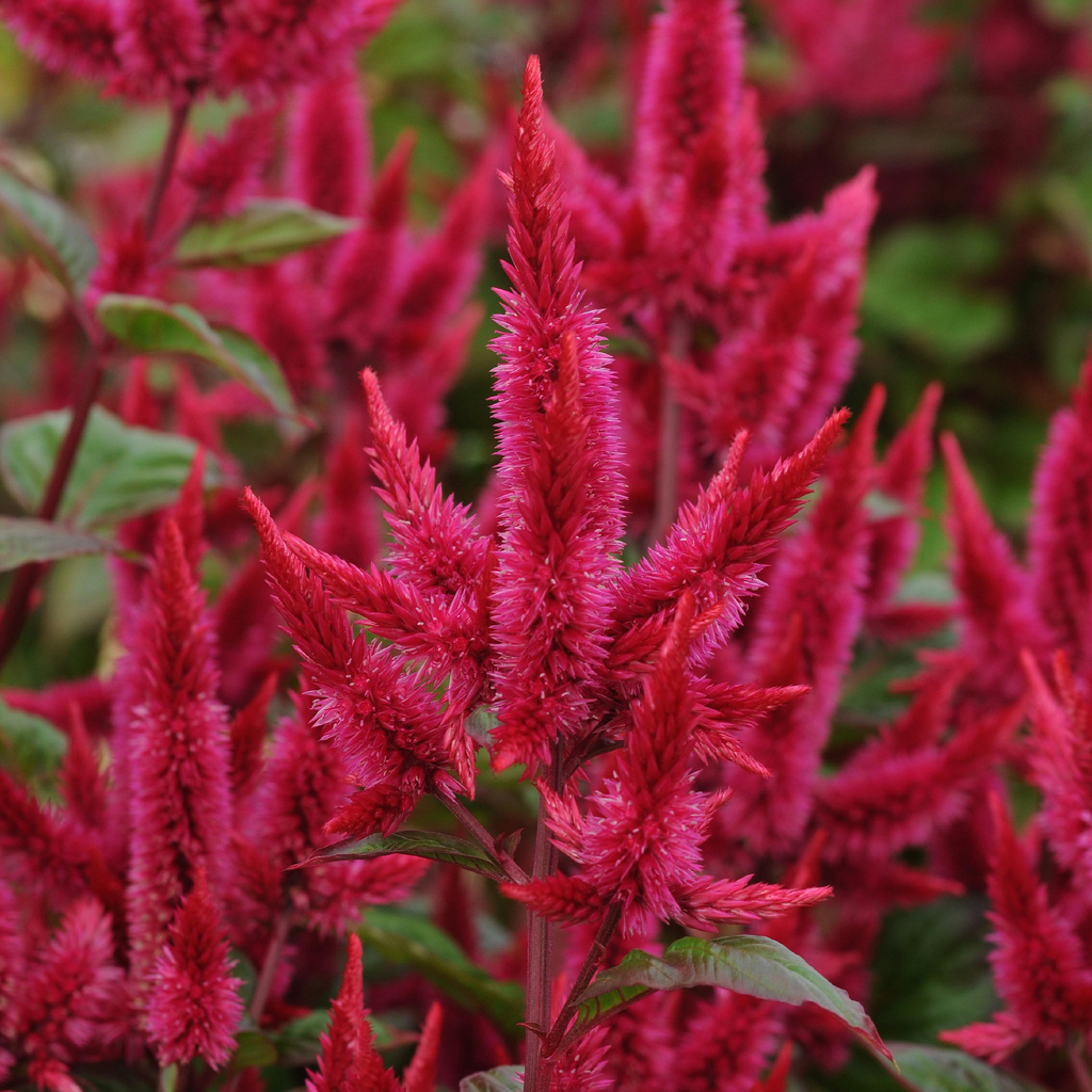 Célosie ''Asian Garden'' (Celosia argentea var. Cristata)