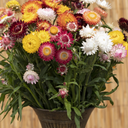 [218] Immortelle mixte (Helichrysum bracteatum)