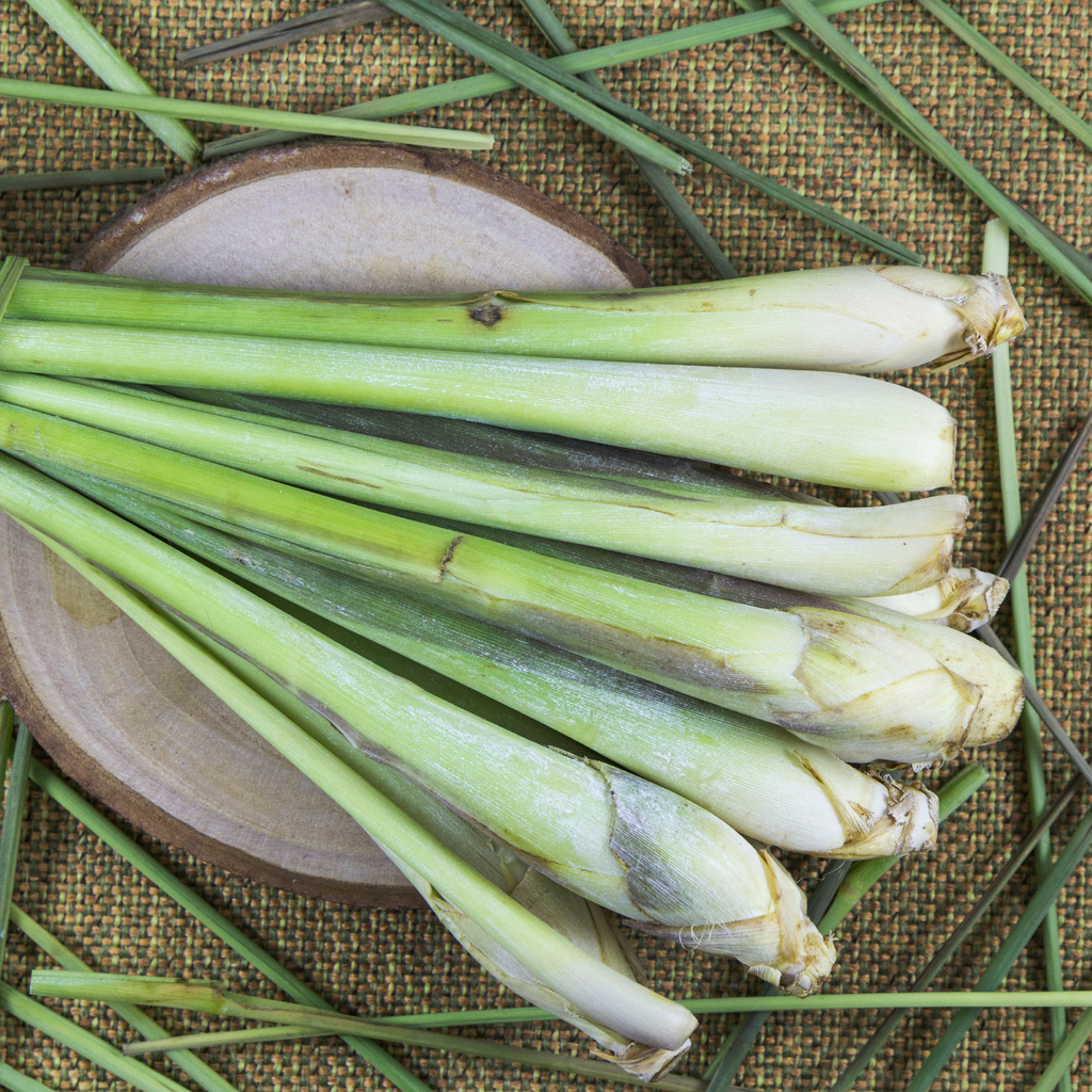 Citronnelle (Pelargonim citronellum)