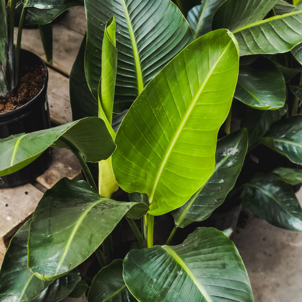 Bird of Paradise(Strelitzia nicolai)