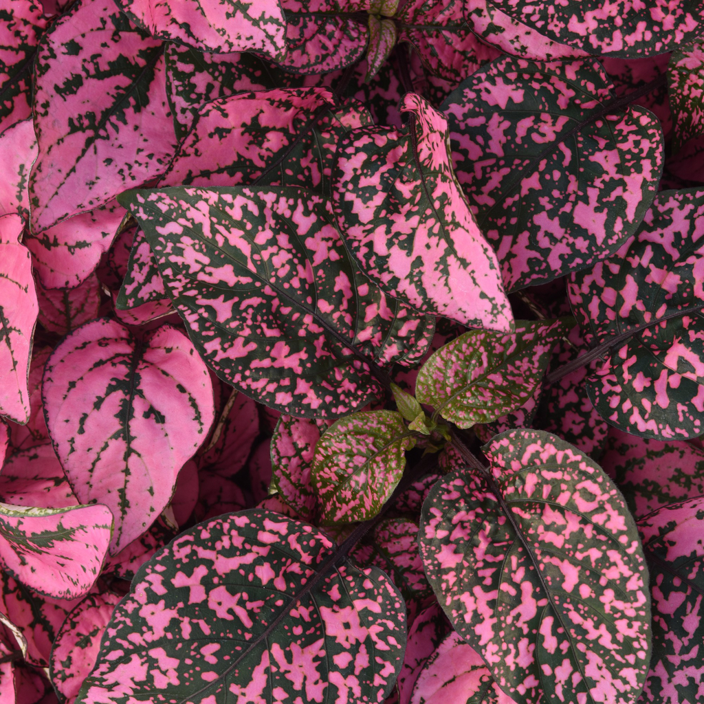 Hypoestes (Hypoestes phyllostachya)