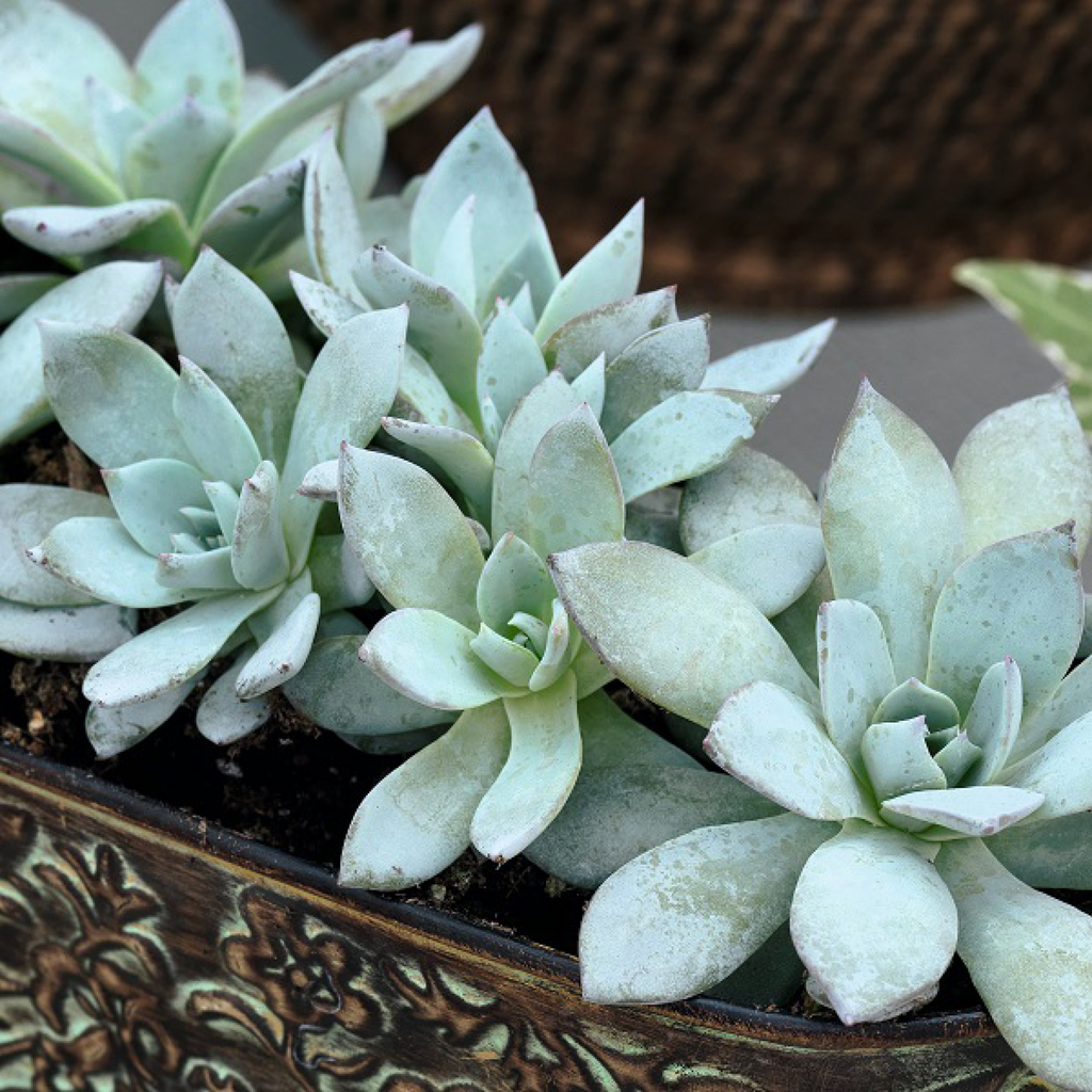 Echeveria ''Urban Yellow'' (Echeveria Peacockii)