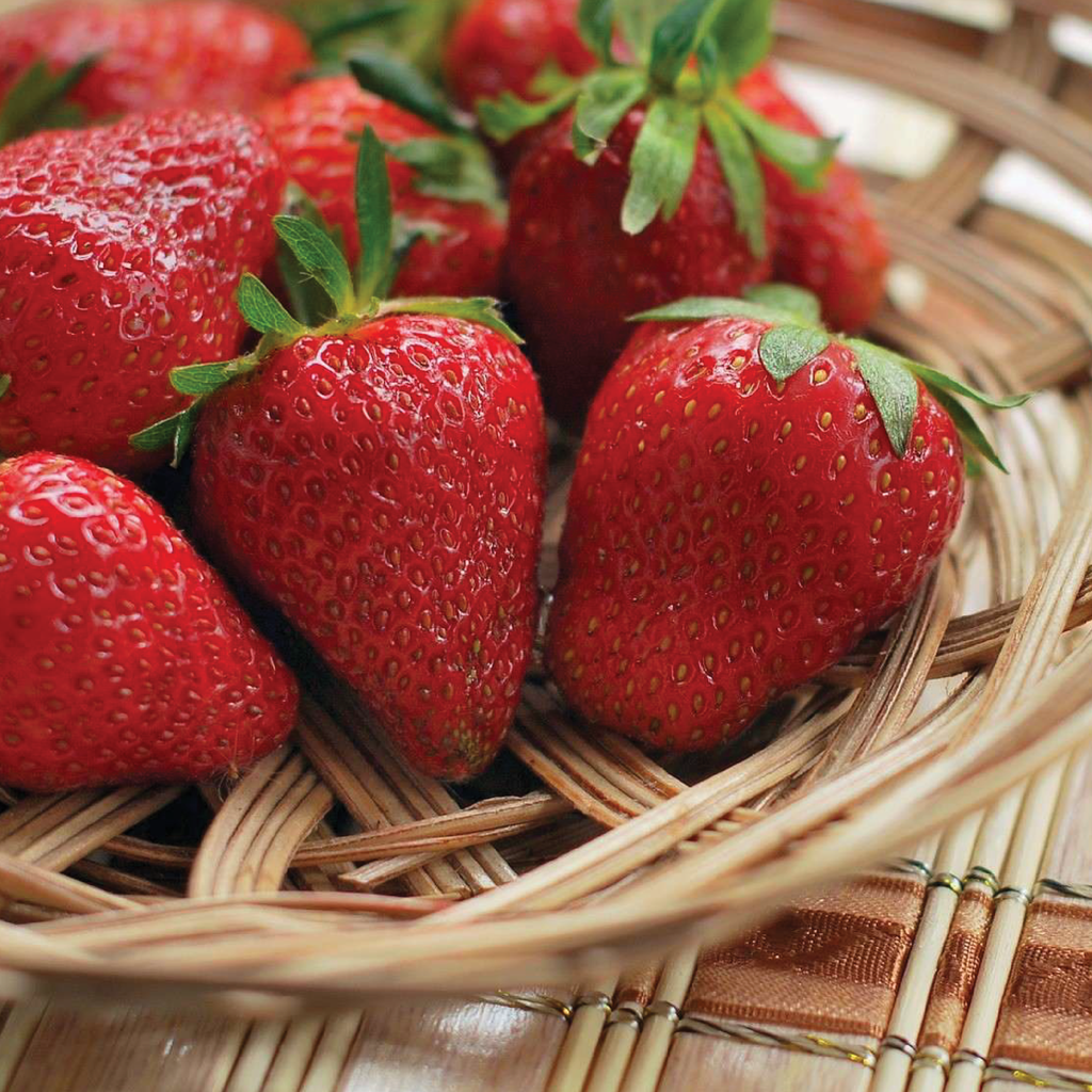 Strawberry ''Fresca'' (Fragaria Ananassa)