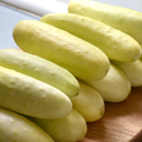[205] Salt n Pepper Cucumber (Cucumis sativus)