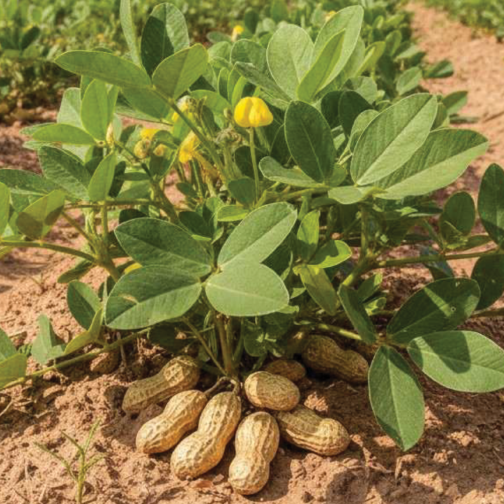 Peanut (Arachis hypogaea)
