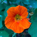 [273] Capucine (Nasturtium)