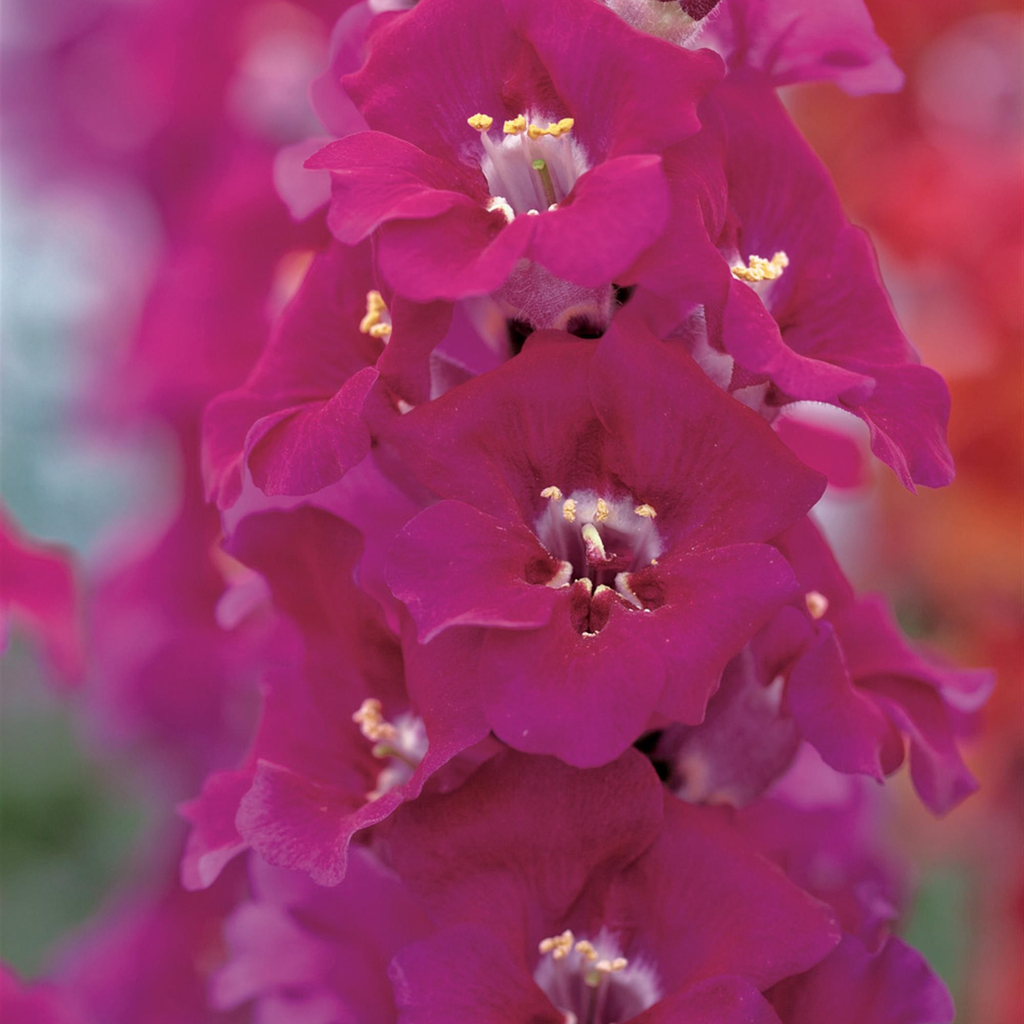 Mufflier ''Chantilly'' Mixte (Antirrhinum)