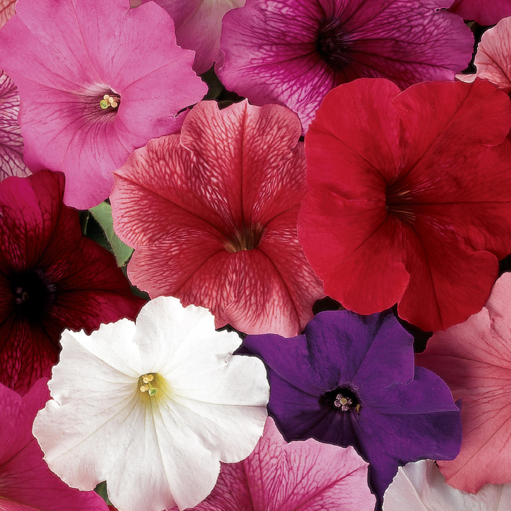 Pétunia ''Madness Mix Merlot'' (Petunia x hybrida)