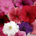 [32] Pétunia ''Madness Mix Merlot'' (Petunia x hybrida)