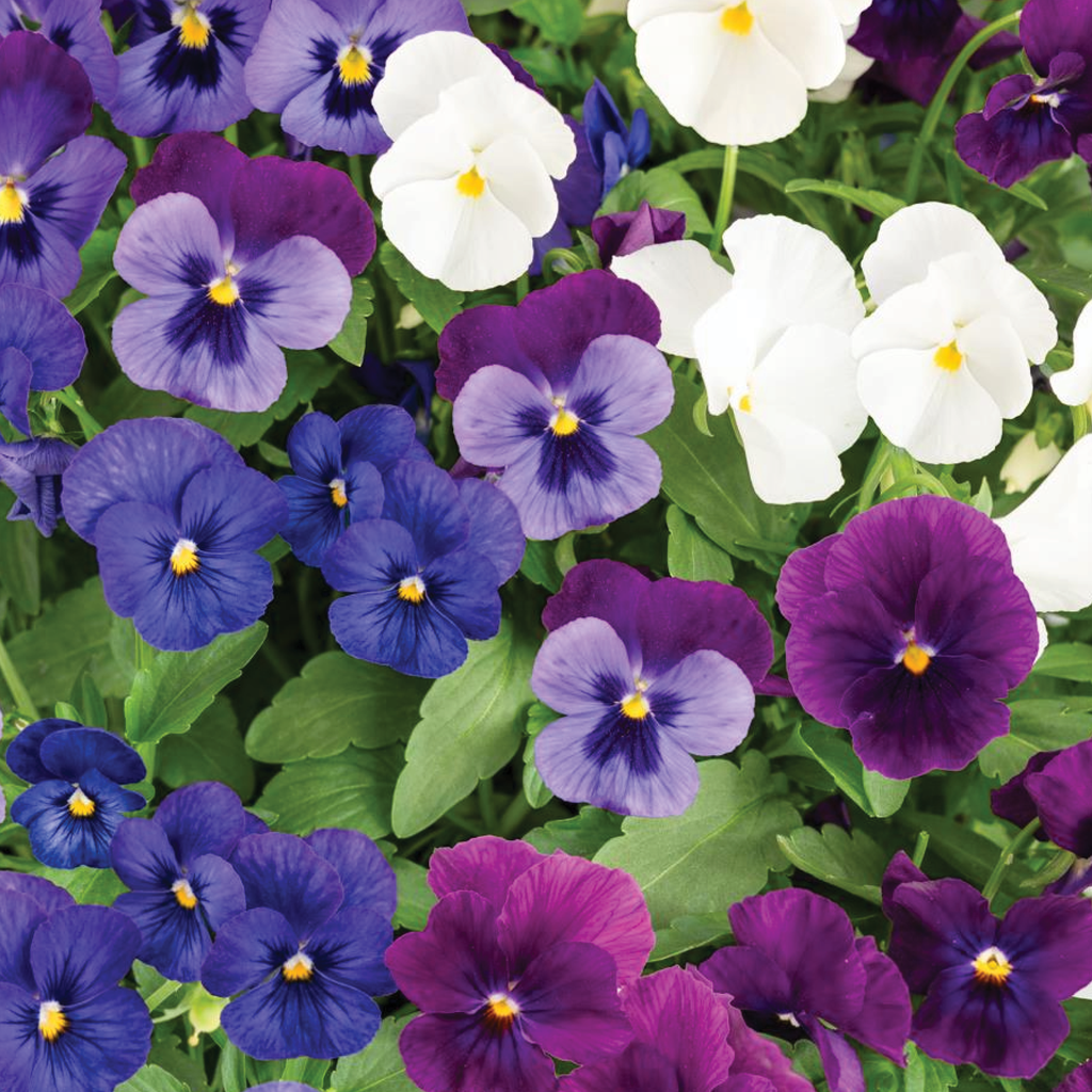 Viola ''Sorbet Mix'' (Viola Wittrockiana)