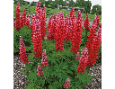 [189] Pink lupine (Lupinus sp.)