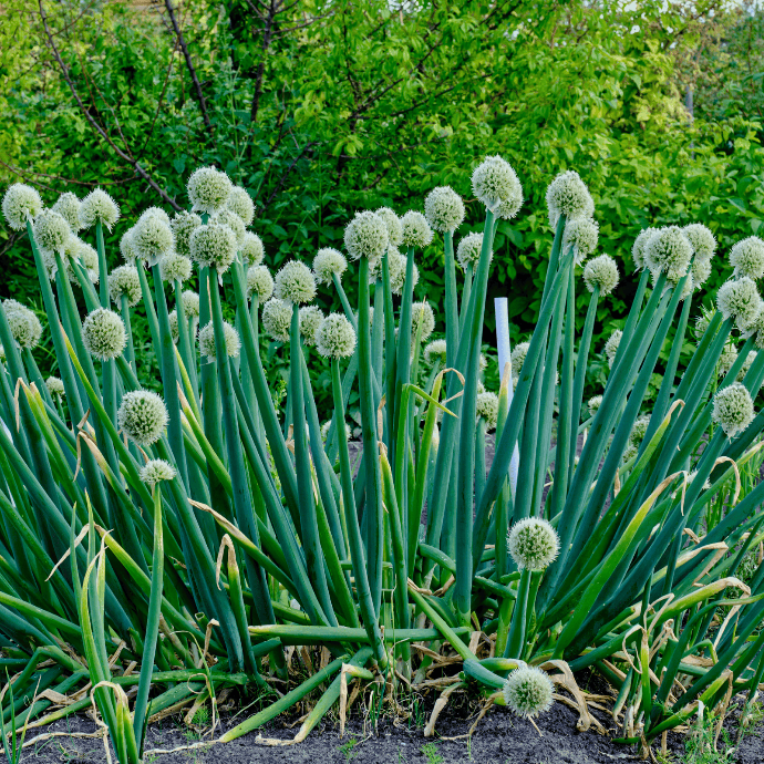 Perennial Onion (Allium cepa)