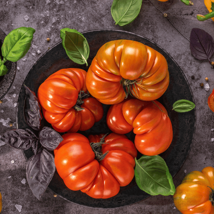 Mémé de Beauce Tomato (Solanum lycopersicum)