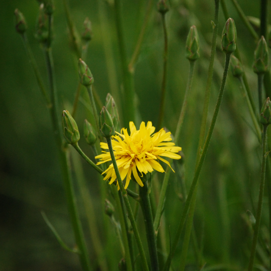 Scorzonera (Scorzonera hispanica)