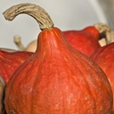 [071] Squash Boston Marrow (Cucurbita maxima)