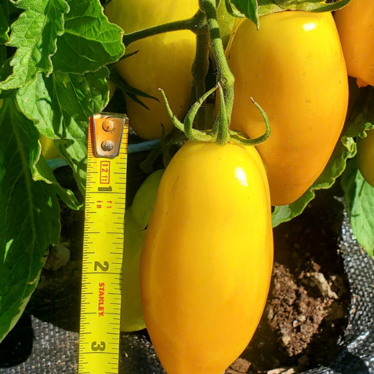 Tomate Banana Leg (Solanum lycopersicum)