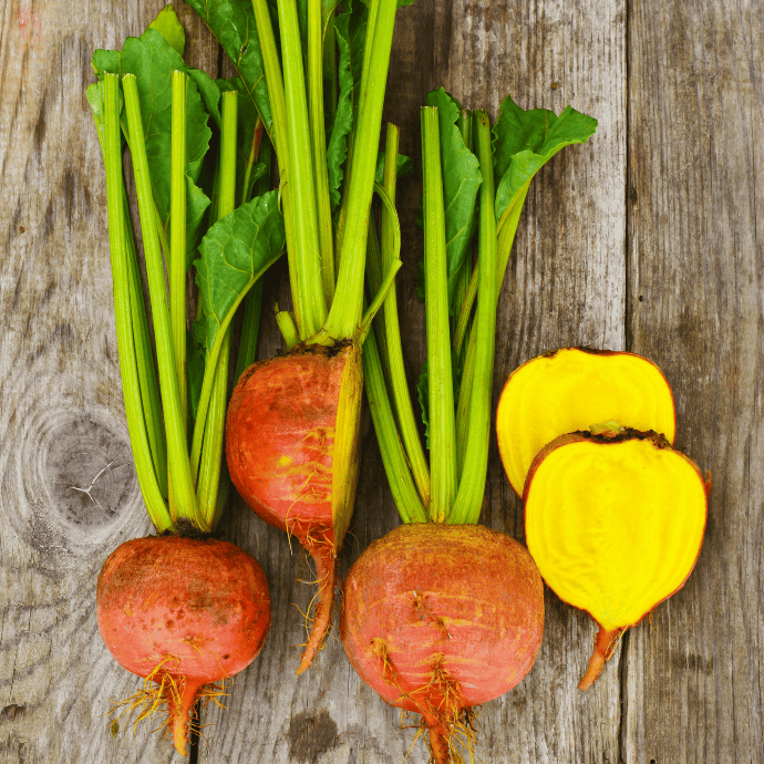 Touchstone Gold Beet (Beta Vulgaris)