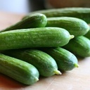 [062] Concombre libanais(Cucumis sativus)