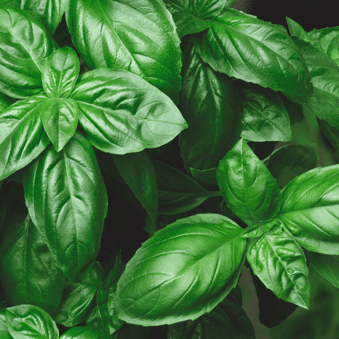  Genovese basil (Ocimum basilicum)