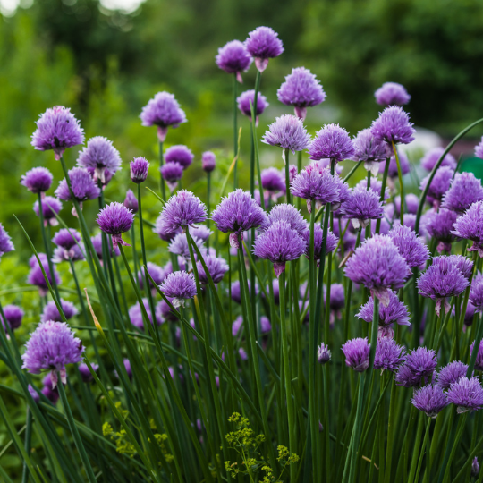 Ciboulette commune (Allium schoenoprasum)﻿