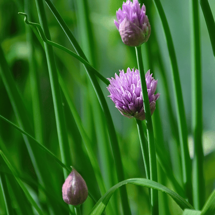 Common chives (Allium schoenoprasum)