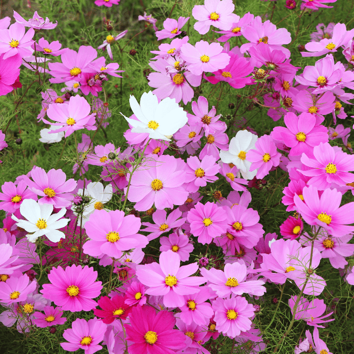 Cosmos ''Sensation Mix'' (Cosmos bipinnatus)﻿