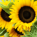 [222] ﻿Tournesol en mélange (Helianthus annuus)﻿
