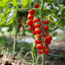 [307] ﻿Tomate Mon Plaisir (Solanum lycopersicum)﻿