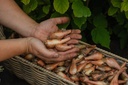 [B-6] Saint-Anne shallots (Allium ascalonicum)