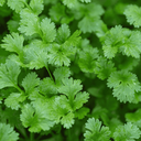 [068] ﻿Coriandre (Coriandrum sativum)﻿