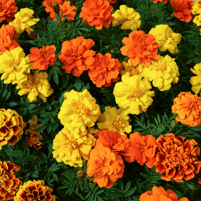 Tagetes (Tagetes sp.)