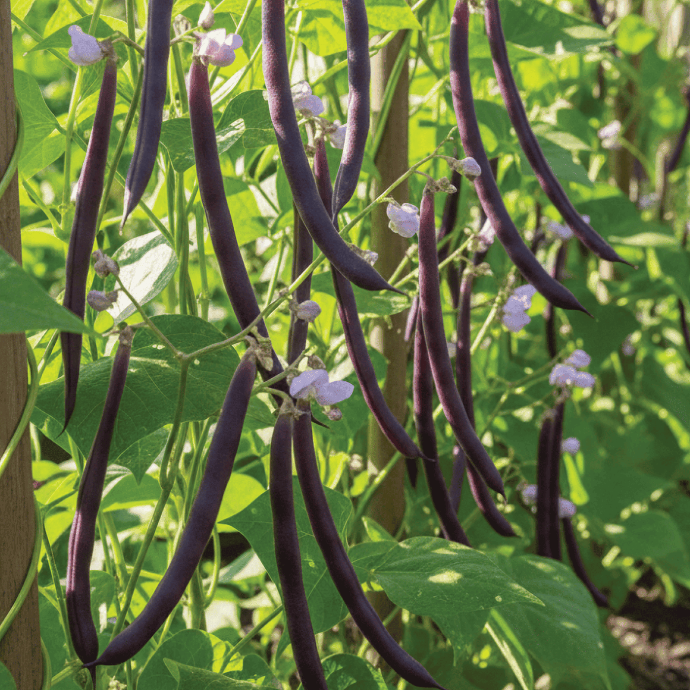 Haricot nain Velour (Phaseolus vulgaris)﻿
