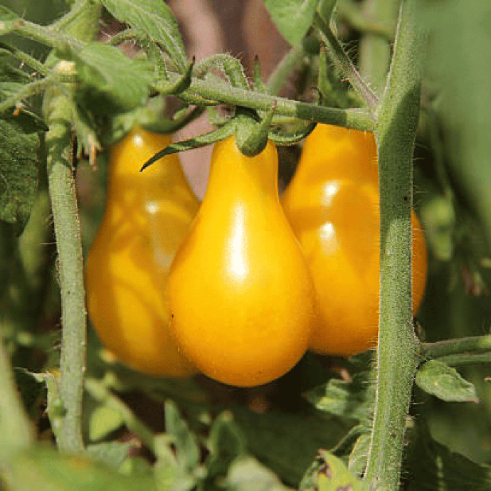 Poire jaune Cherry Tomato (Solanum lycopersicum)
