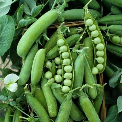 Alaskan Pea (Pisum sativum)