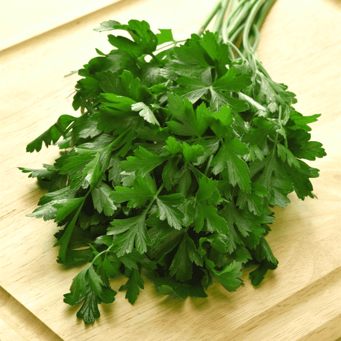 Flat Parsley (Petroselinum crispum var. neapolitanum)