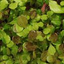 [094] Côte de Beaune lettuce (Lactuca sativa)