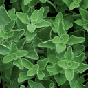 [145] Oregano (Origanum vulgare)