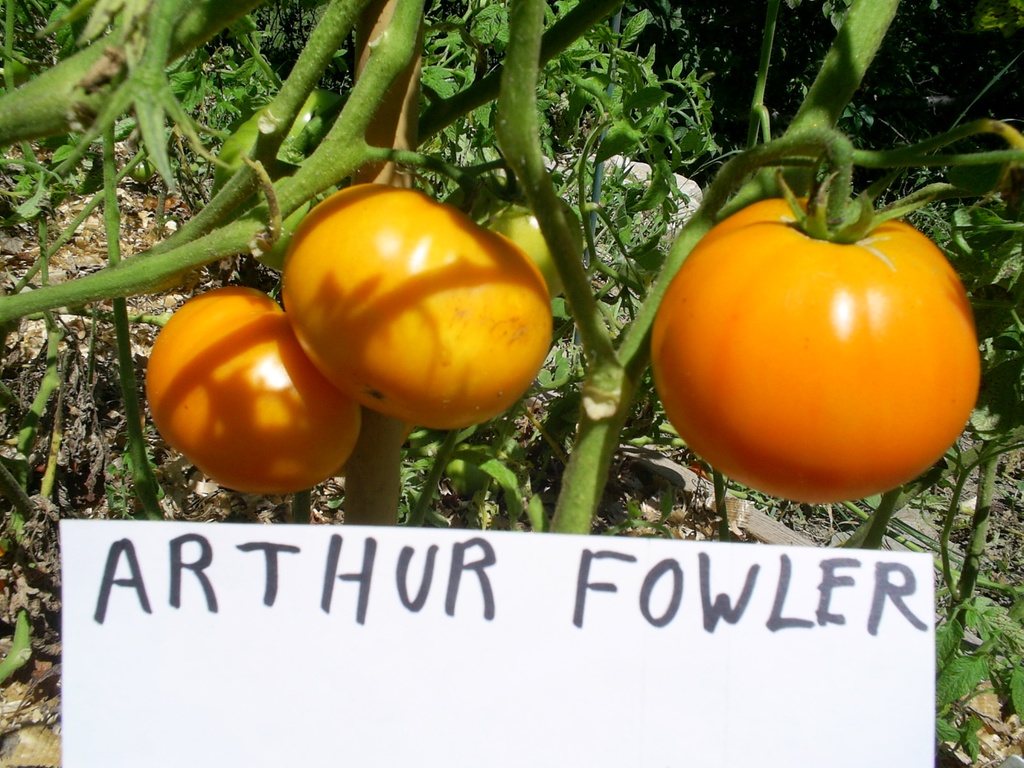 Arthur Fowler Tomato (Solanum lycopersicum)