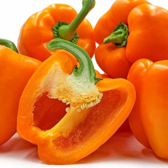 Poivron Ariane (Capsicum anuum)