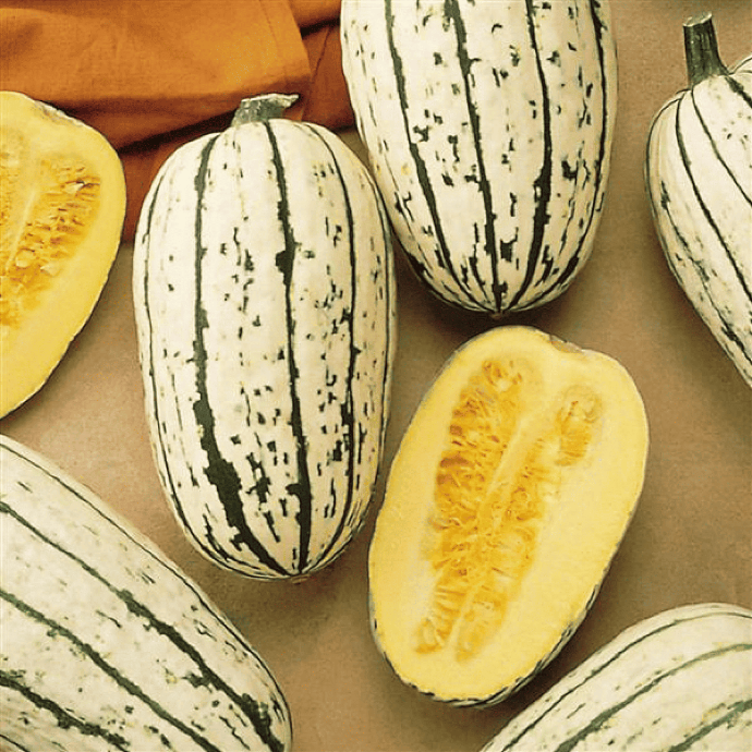 Delicata squash (Cucurbita pepo)
