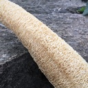 [290] Courge Luffa (Luffa aegyptiaca)