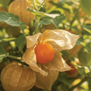 [046] Goldie ground cherry (Physalis pruinosa)