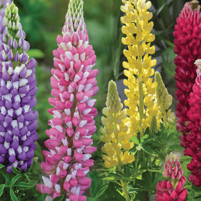 Lupin mixte (Lupinus sp.)